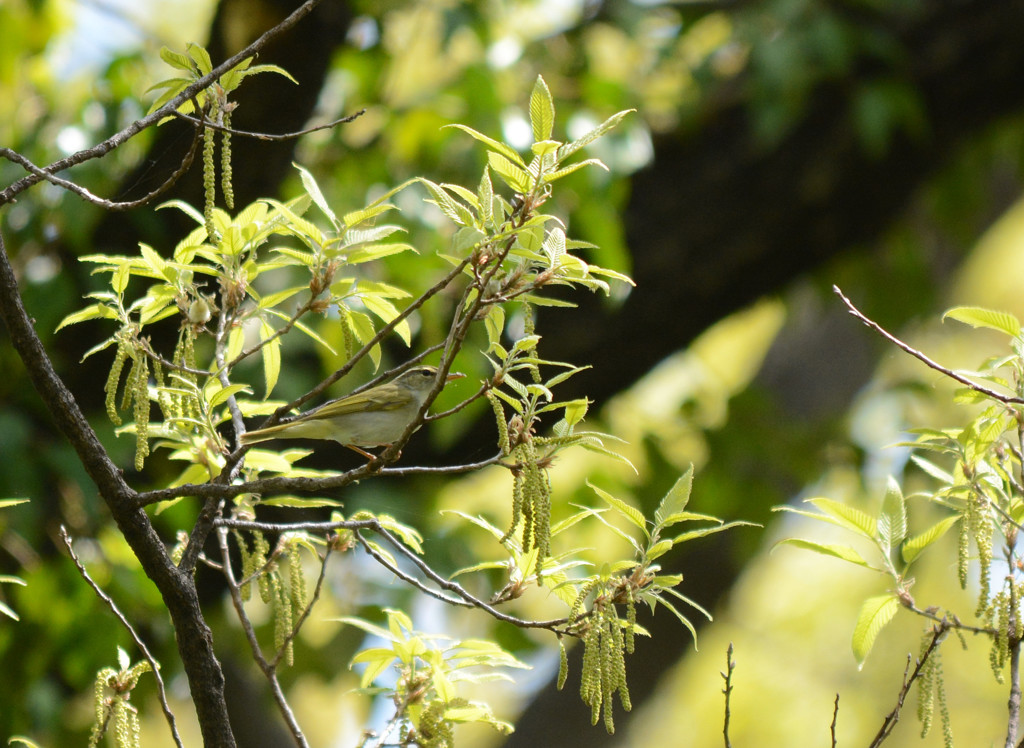 エゾムシクイ①