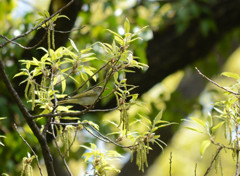 エゾムシクイ①