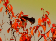 紅葉を飛ぶ