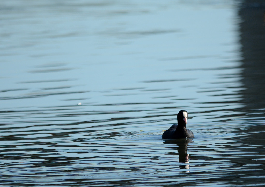 オオバン ~500mm~