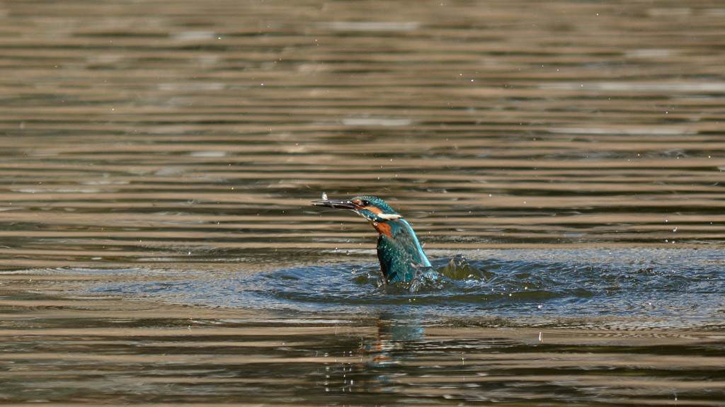 Bait fish position ⅲ