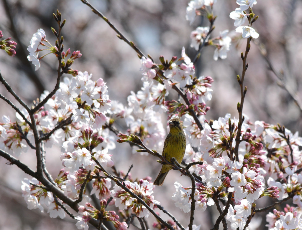 アオジと桜