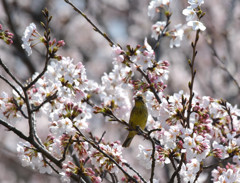 アオジと桜