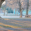 朝の公園