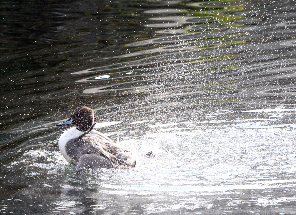 Splash 3