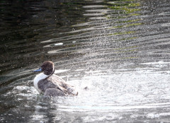 Splash 3
