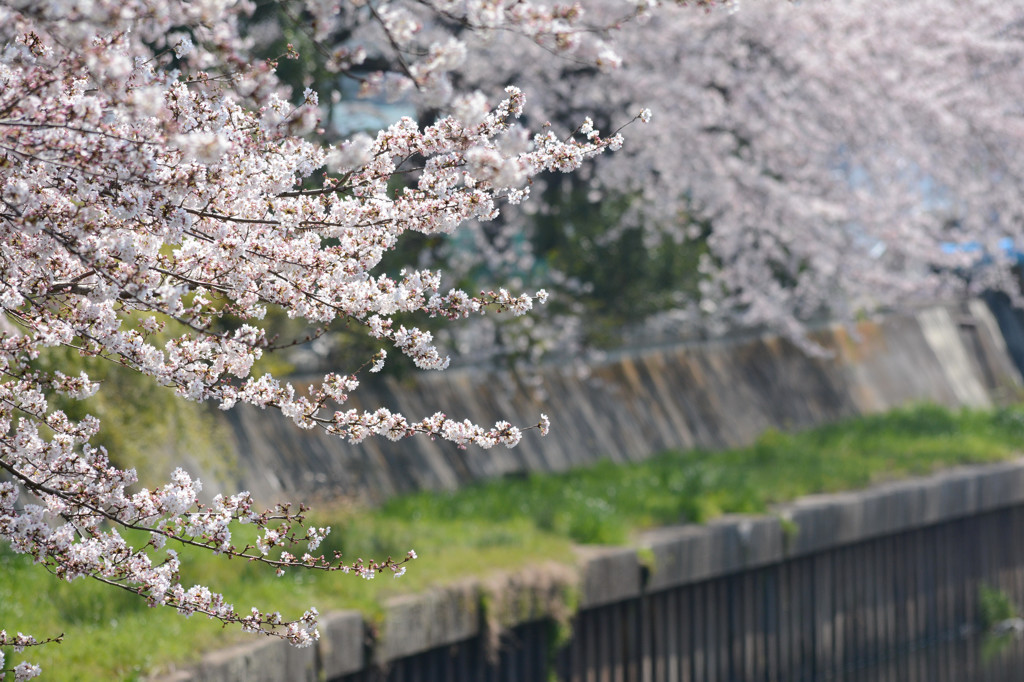 sakura2015 ～鴻沼⑤～