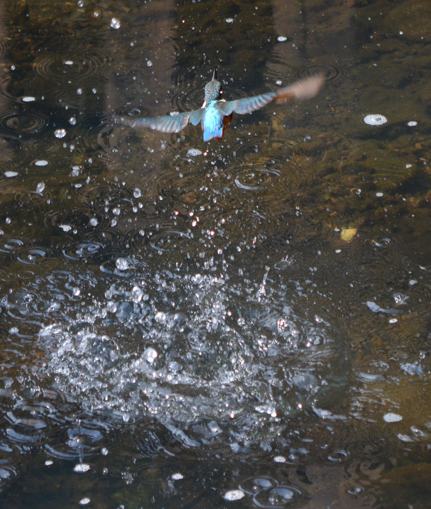 Splash