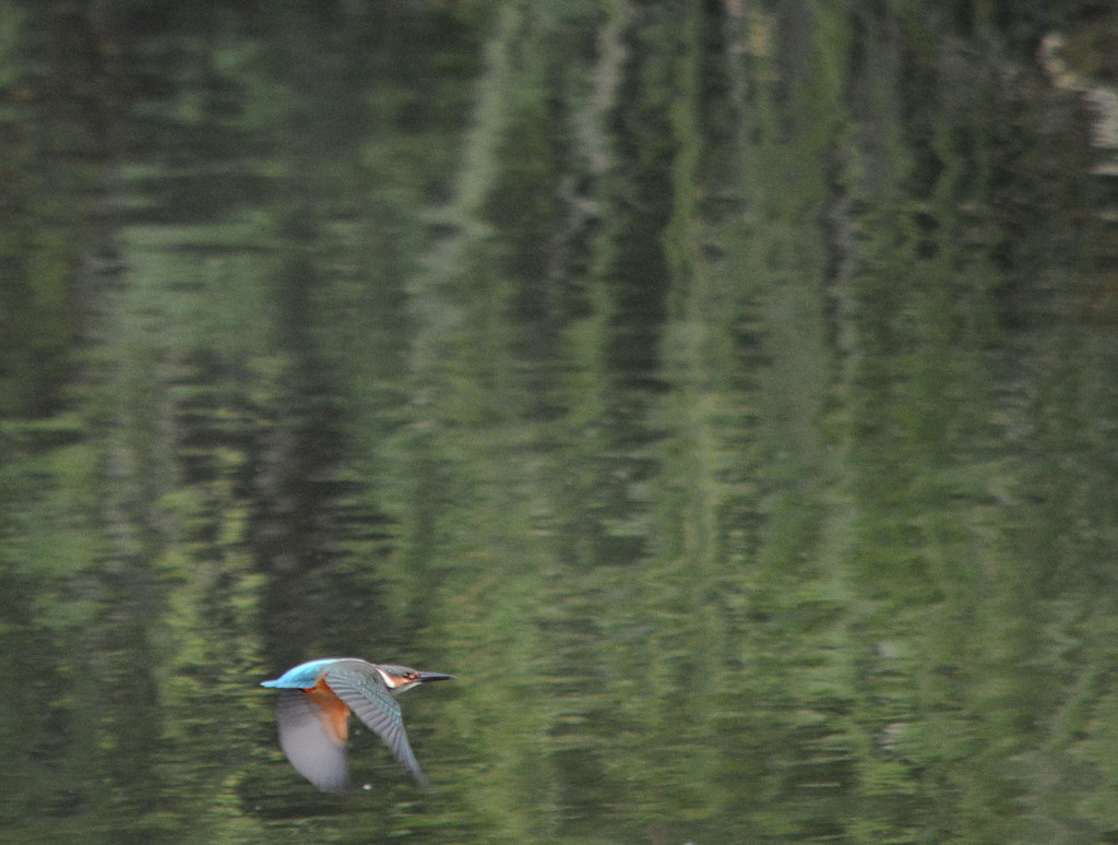 カワセミに逢いたくて④