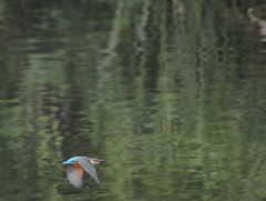 カワセミに逢いたくて④