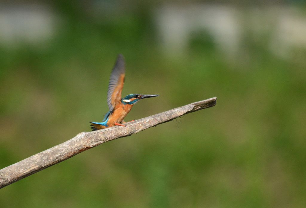 landing ～カワちゃん～