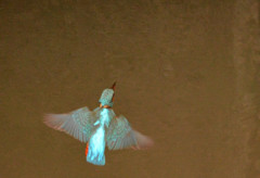 きれいな翼・・・　なんですけどね