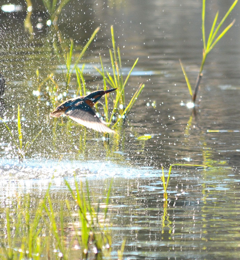 Morning Splash