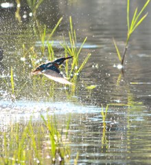 Morning Splash