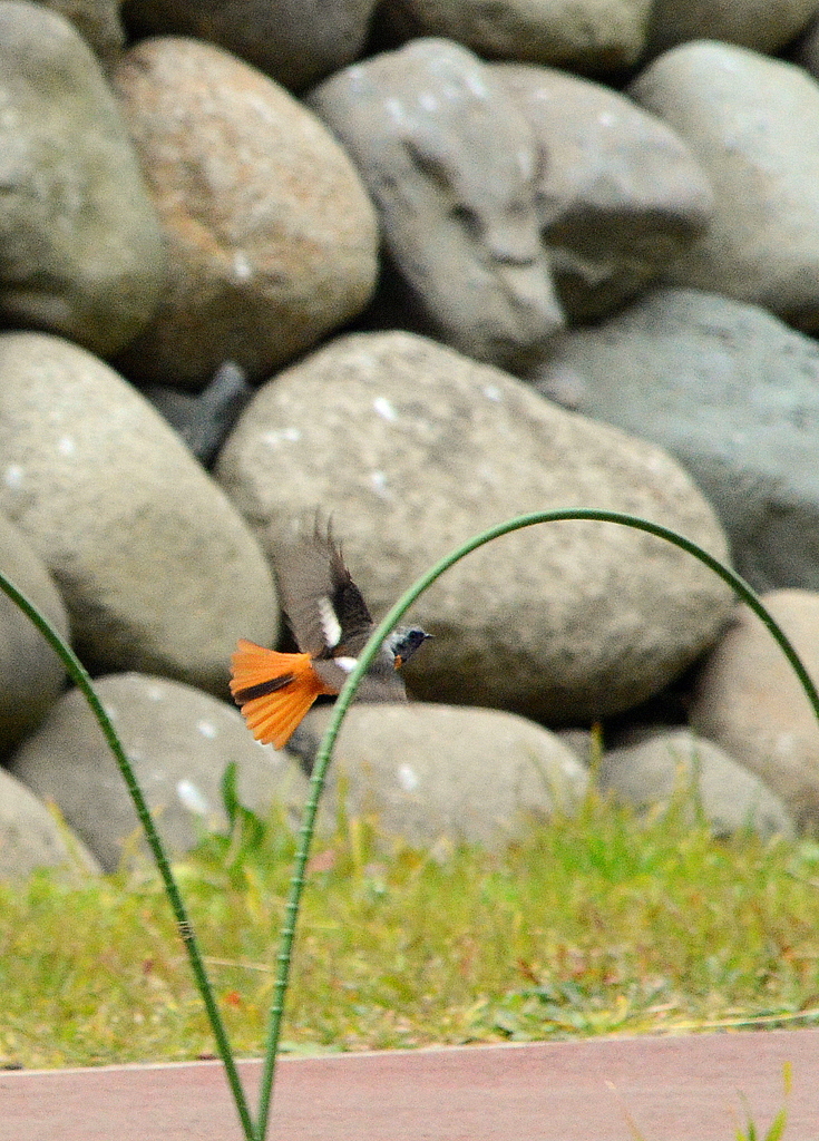 Flying Jobby