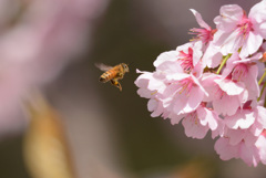 河津桜とミツバチ①