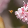 河津桜とミツバチ①