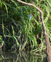 カワセミに逢いたくて⑤