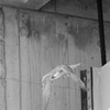 隼 take off-5