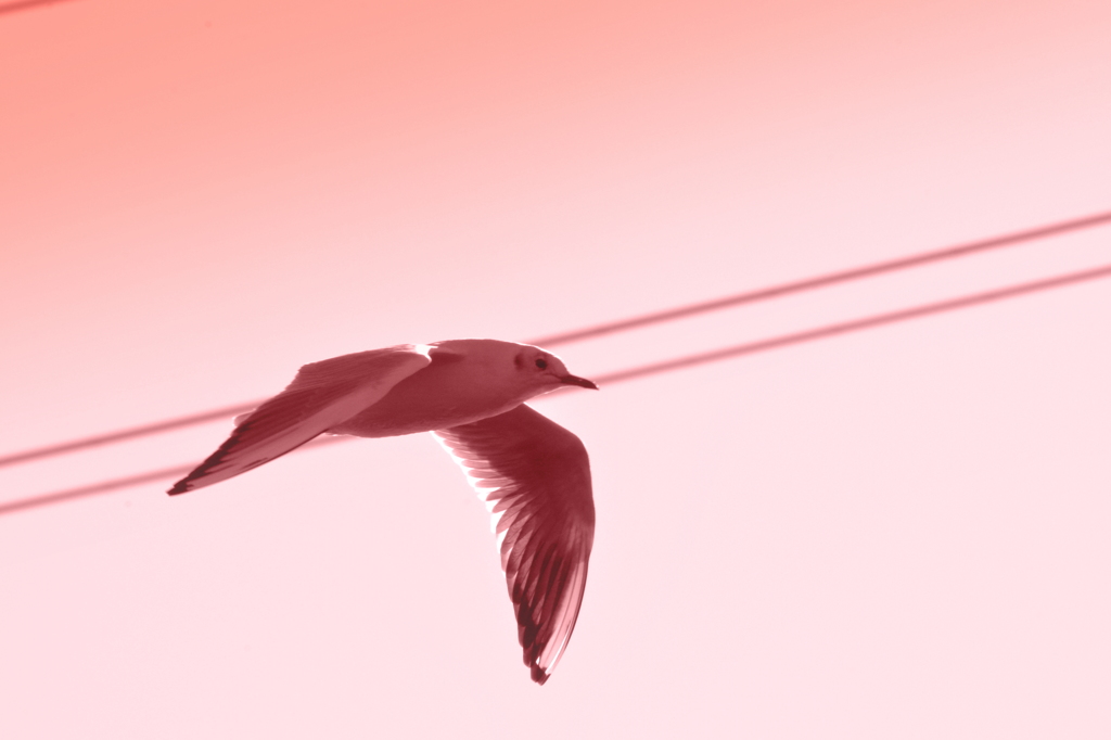 黄昏のカモメ