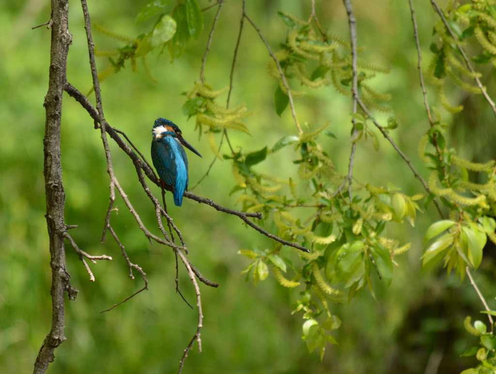 秋ヶ瀬カワちゃん
