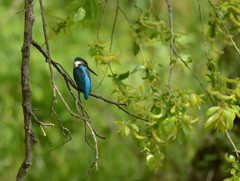 秋ヶ瀬カワちゃん