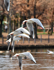 Synchronized Flying 2