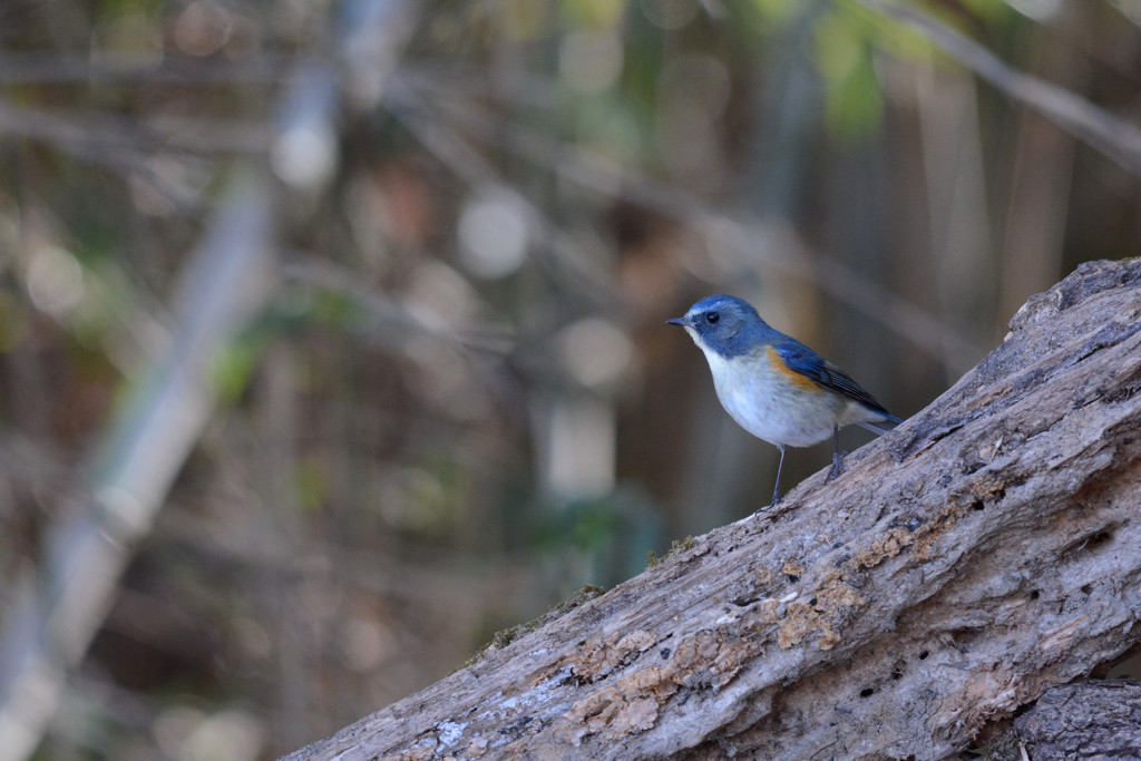 青い鳥③