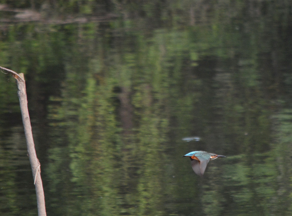 カワセミに逢いたくて③