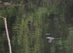 カワセミに逢いたくて③