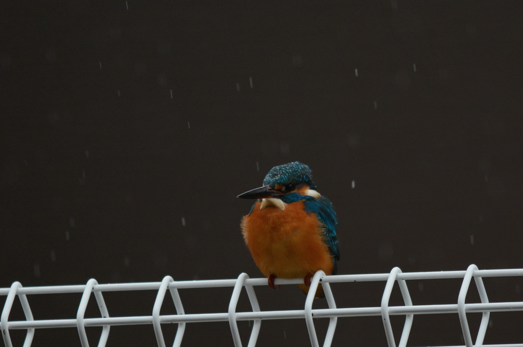初雪？