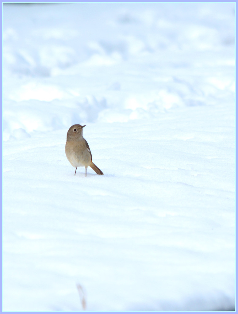 雪とジョビコ③