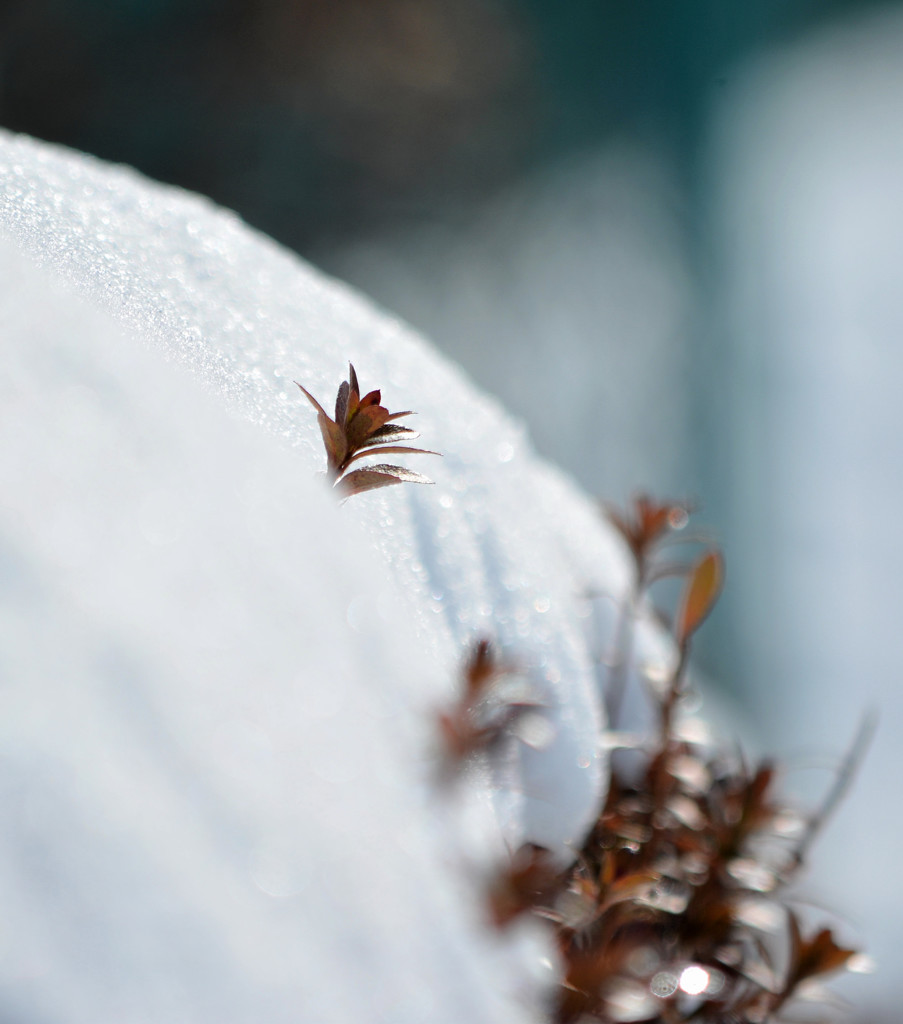 吹雪のあと