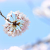 sakura2015 ～白幡④～