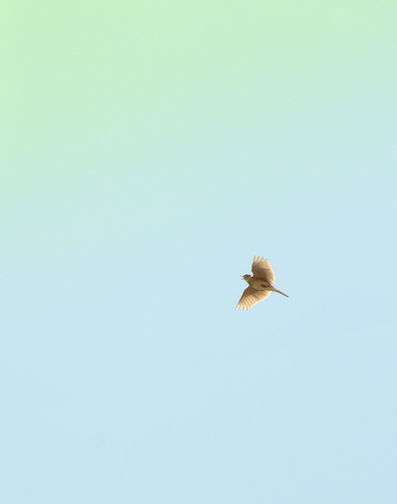 Skylark Ⅰ