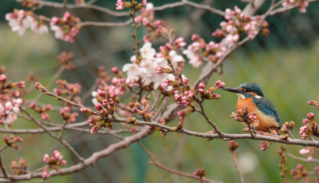 さくらの季節 3.31 ③