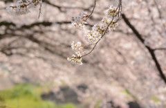 sakura2015 ～鴻沼②～