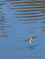 Winter Yellow