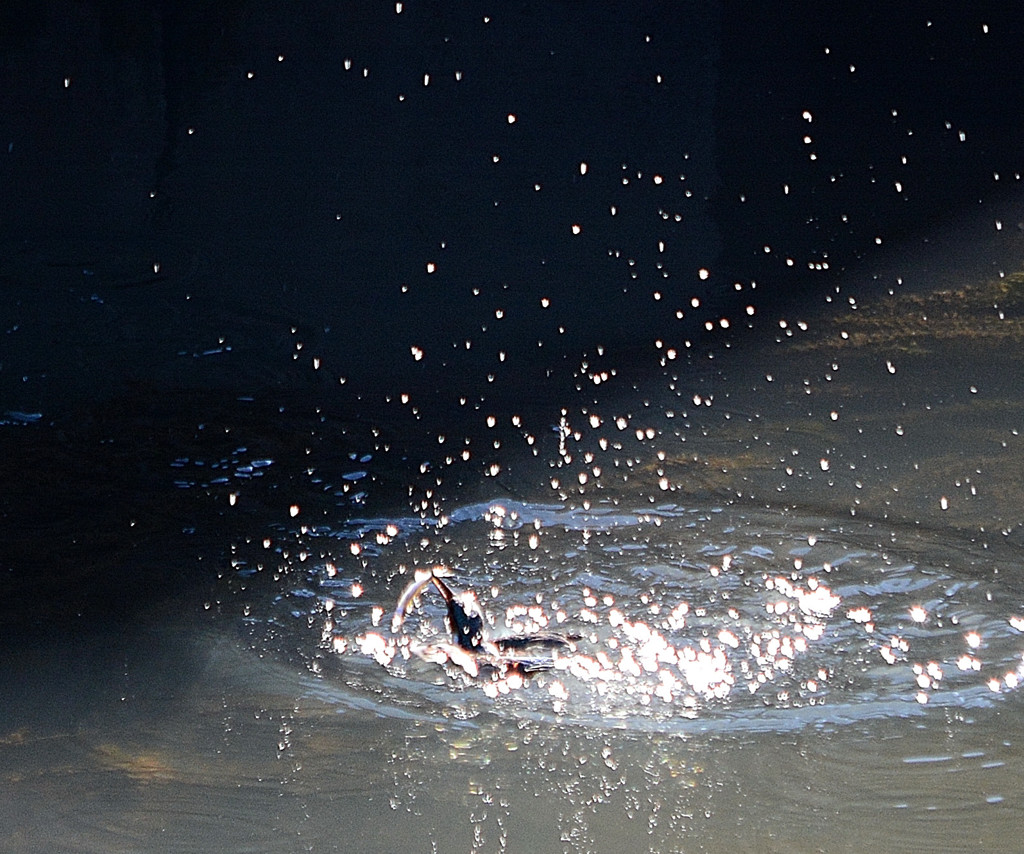 Splash 2-1