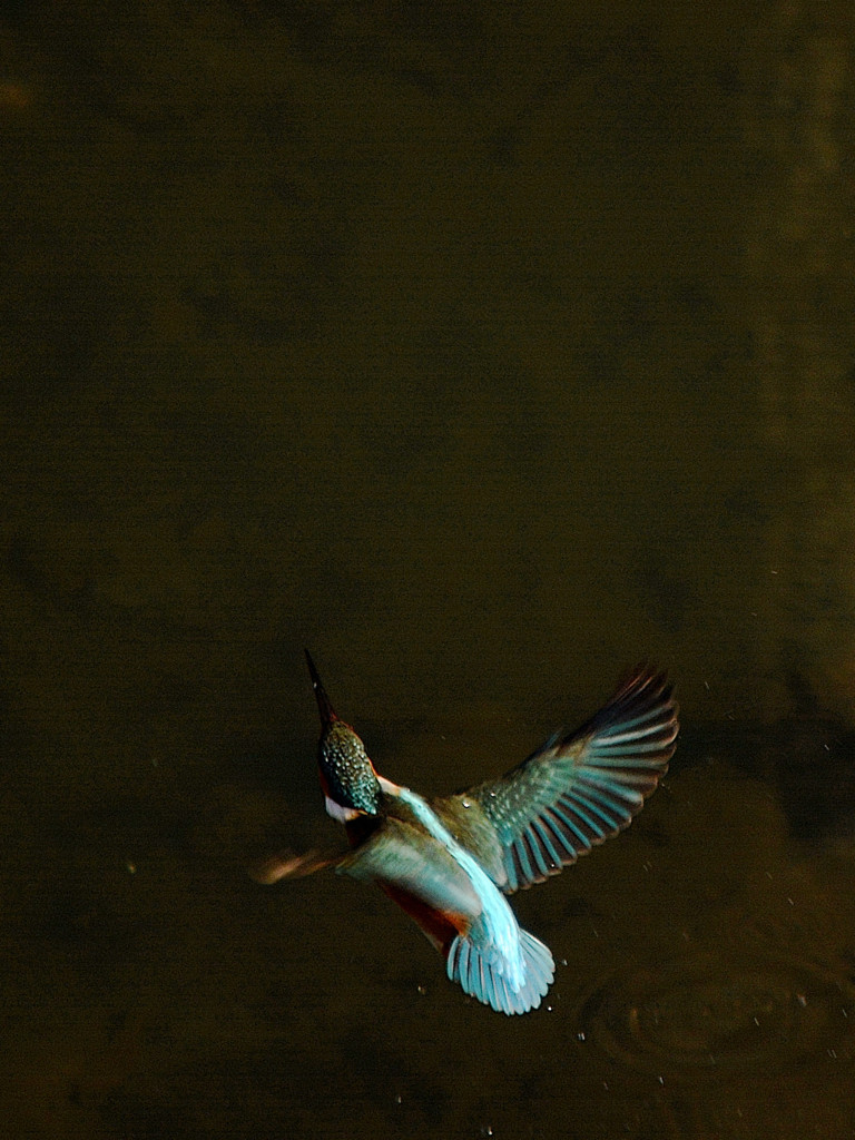 ISO250 ②