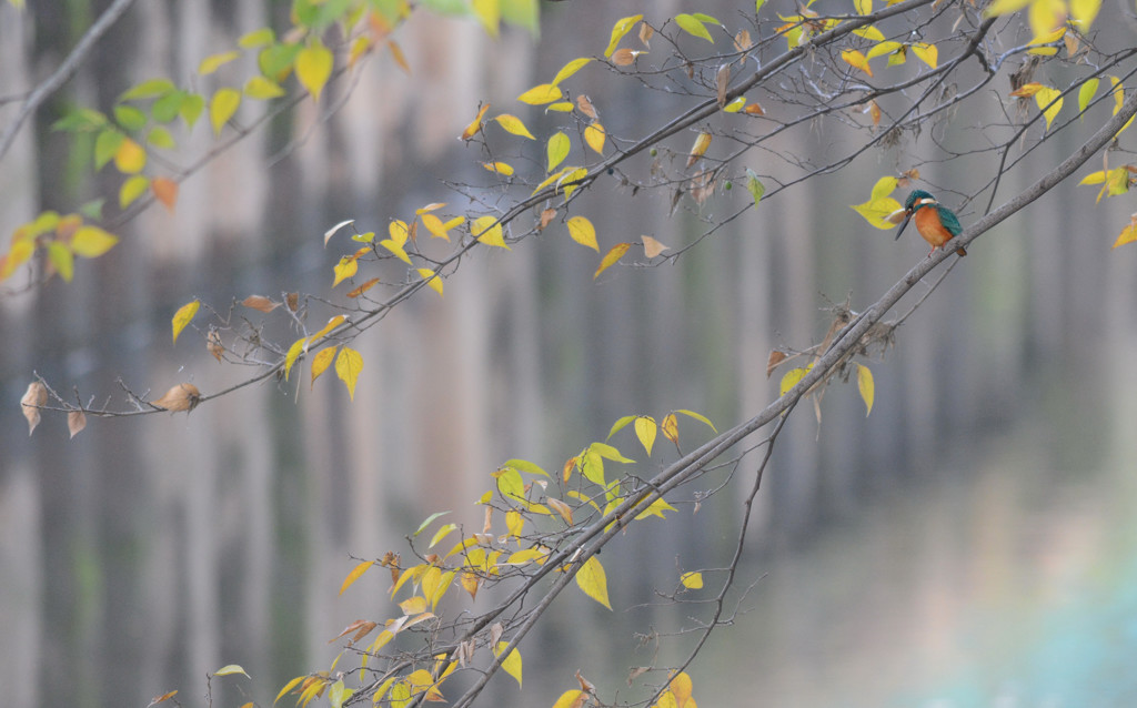Yellow ＆ Blue