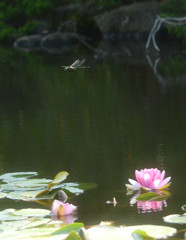 初夏の水辺