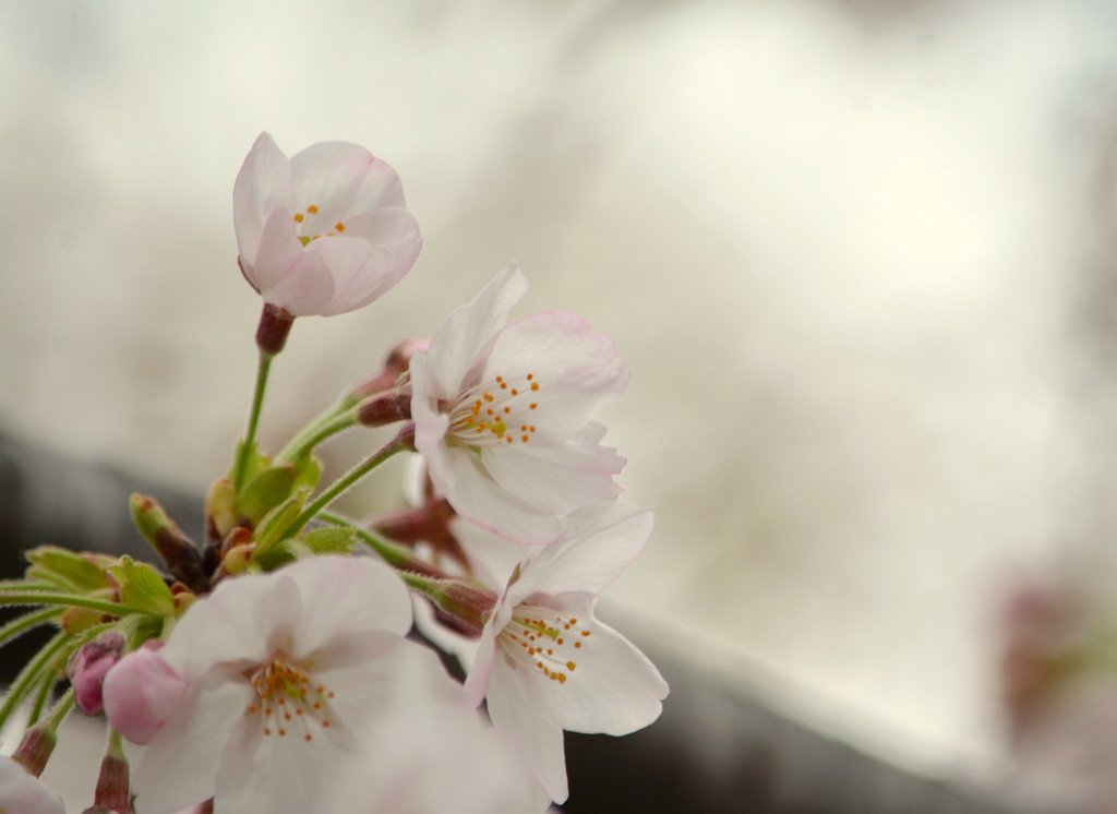 sakura2015 ～北浦和④～