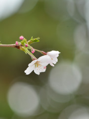 sakura2015 ～北浦和①～