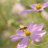 秋の桜に誘われて①