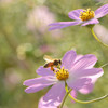 秋の桜に誘われて①