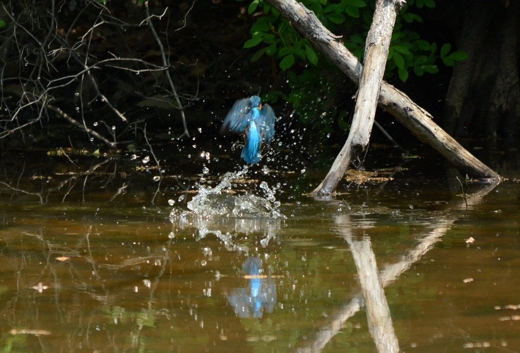 秋ヶ瀬カワちゃん 　～おまけ～