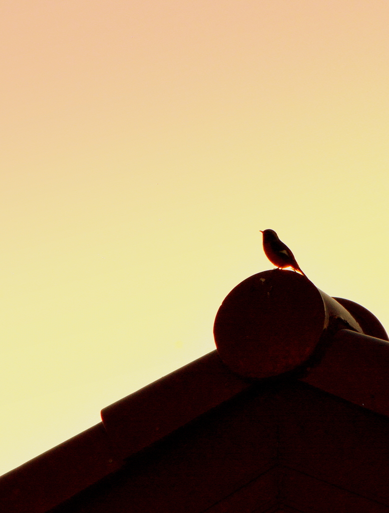 Sunset Jobby