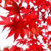 JAPAN RED