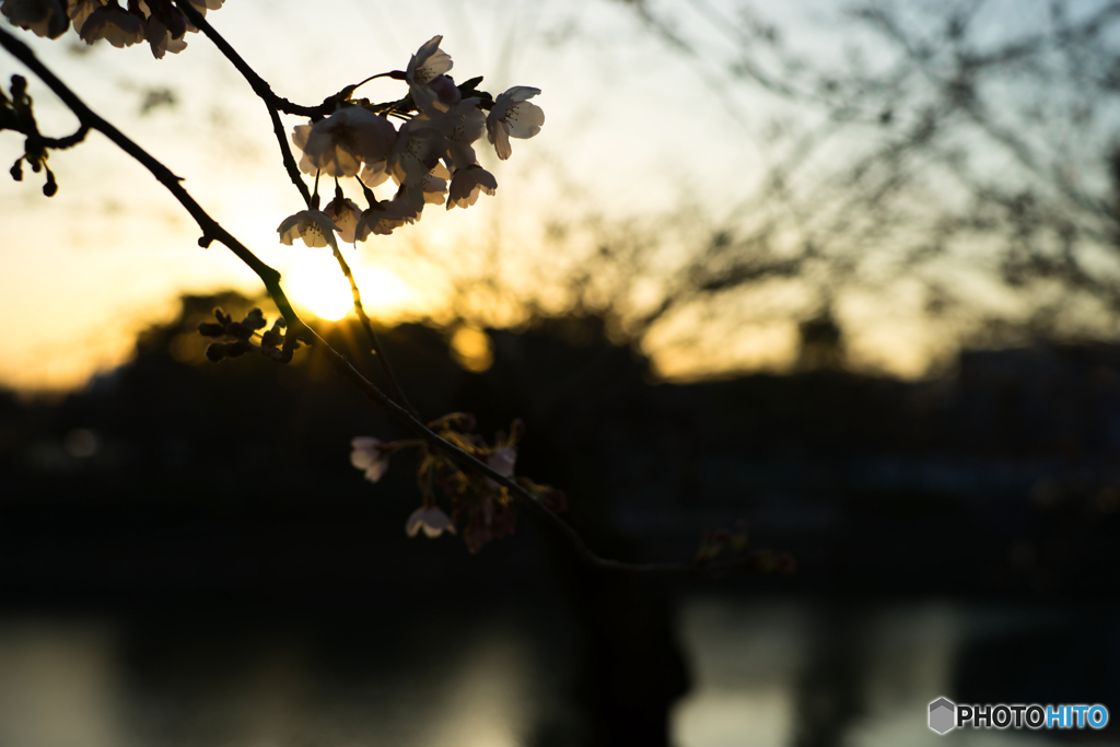 夕桜